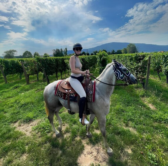A person riding a horse in a vineyard. 2