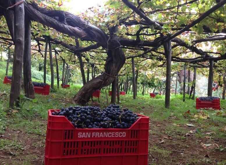 Picture 2 for Activity Hidden Amalfi:Vespa Tour Throught Secret Villages 5