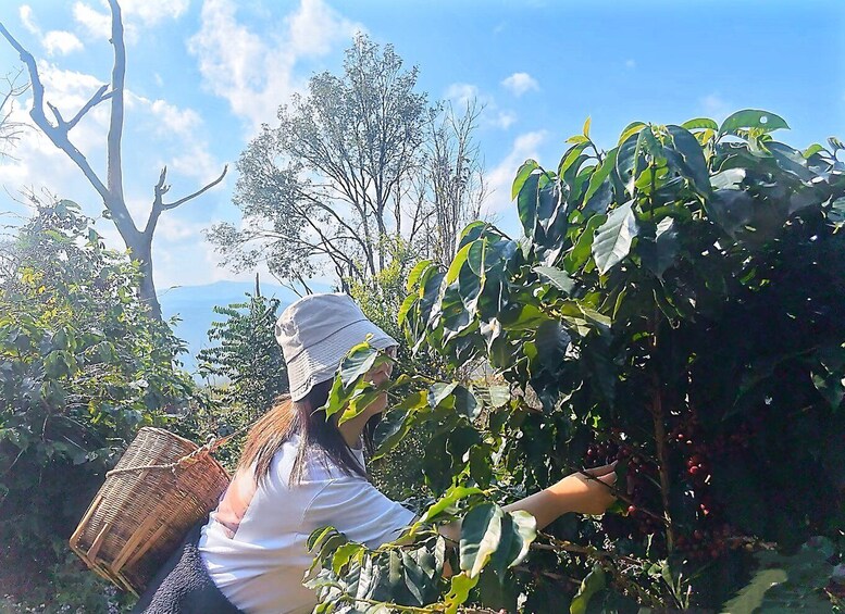 Picture 1 for Activity Yunnan Coffee Valley | Half-Day Road Trip 5