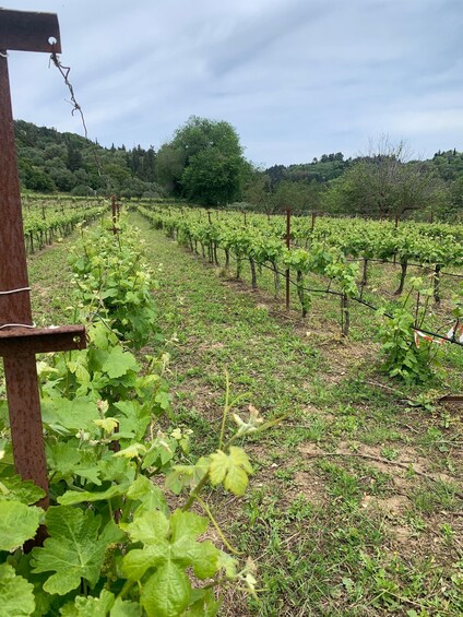 Kefalonia Wine Tour on E-Bikes 1