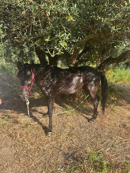 Picture 11 for Activity Kefalonia Wine Tour on E-Bikes 4