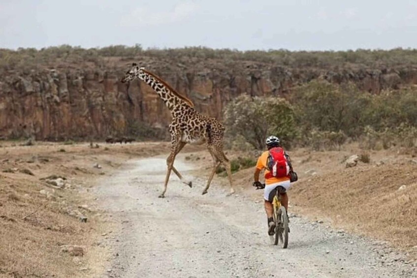 A person riding a bicycle on a dirt path with a giraffe in the background. 4