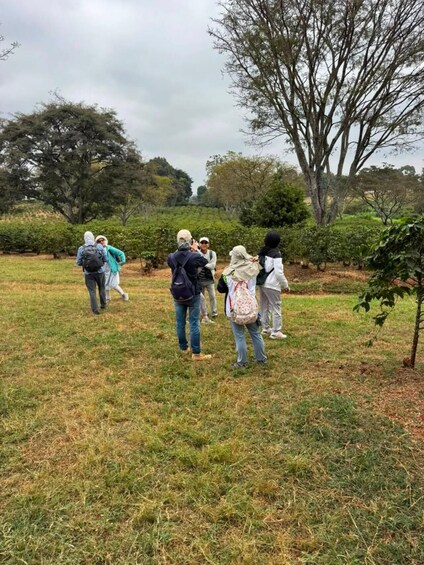 Picture 46 for Activity Nairobi: Fairview Coffee Farm with Coffee Tasting Experience 2