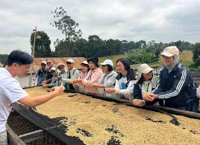 Picture 40 for Activity Nairobi: Fairview Coffee Farm with Coffee Tasting Experience 5
