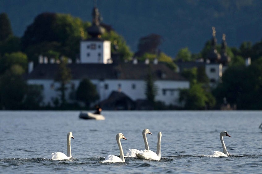 Swans swimming in a lake with a church in the background. 3