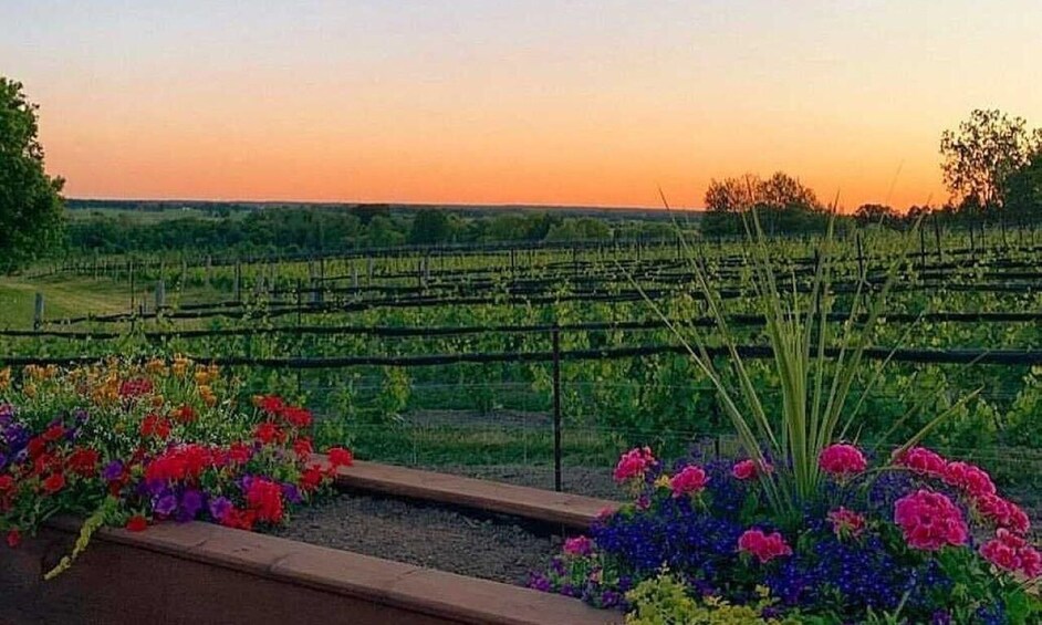 A vineyard with rows of grapevines and colorful flowers in the foreground. 3