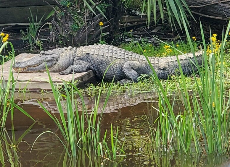 A large alligator resting by a pond surrounded by greenery and yellow flowers. 1