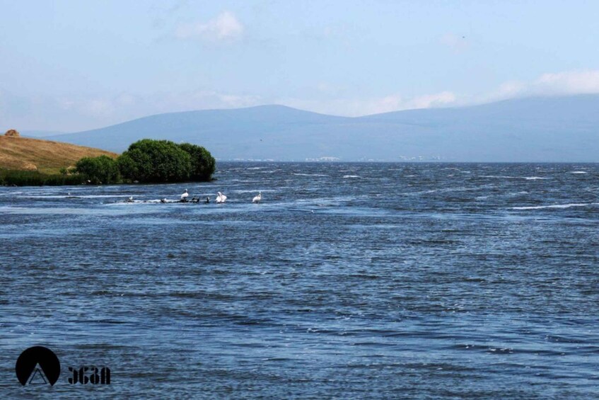 Un cuerpo de agua con cisnes y una pequeña isla con árboles. 3