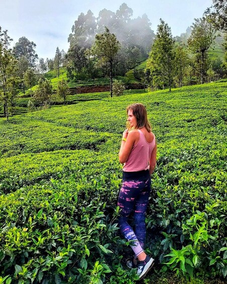 A person standing in a tea plantation with rows of tea plants. 1