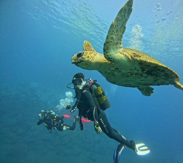 Picture 12 for Activity Tenerife south: Scuba Dive for beginners in Adeje 1