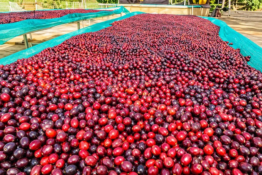 A large quantity of red and purple cranberries spread out on tables. 2