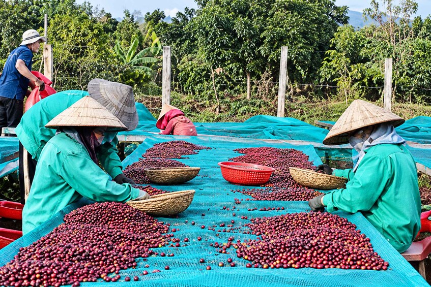 Workers sorting cherries at a market. 4