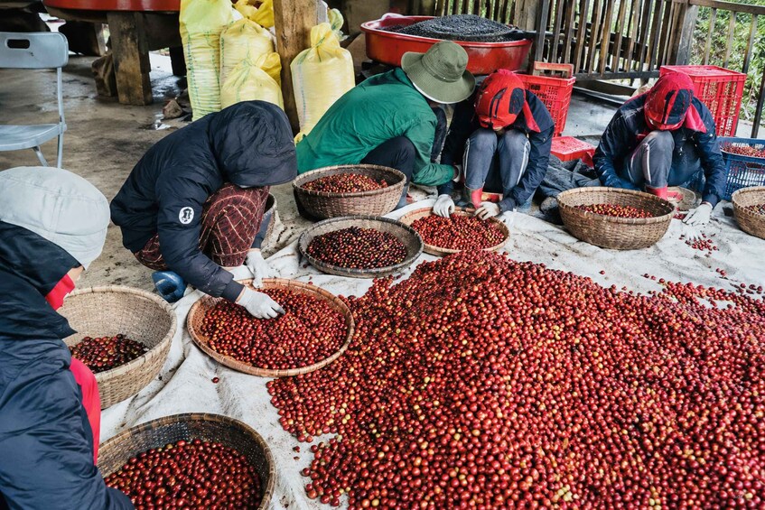 Workers sorting and collecting red cherries in a market setting. 3