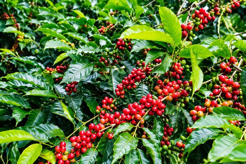 A coffee plantation with clusters of red and green coffee cherries. 1