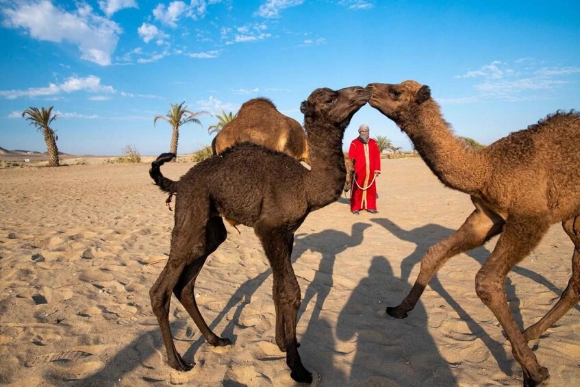 Two camels in a desert with palm trees and a person in red attire in the background. 5