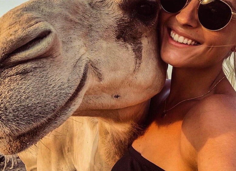 A close-up of a camel's face with a person wearing sunglasses. 2
