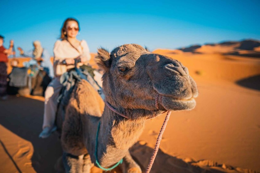 A camel with a rider in a desert. 1