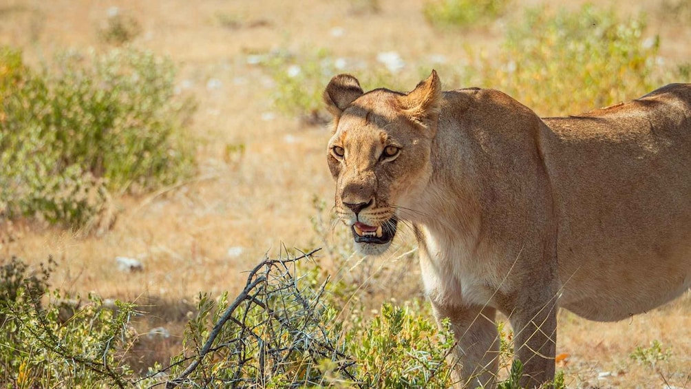 Un león de pie en una sabana seca con vegetación escasa. 3