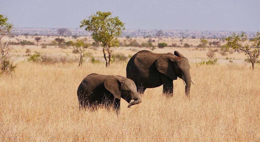 Dos elefantes en una sabana seca con escasos árboles. 4