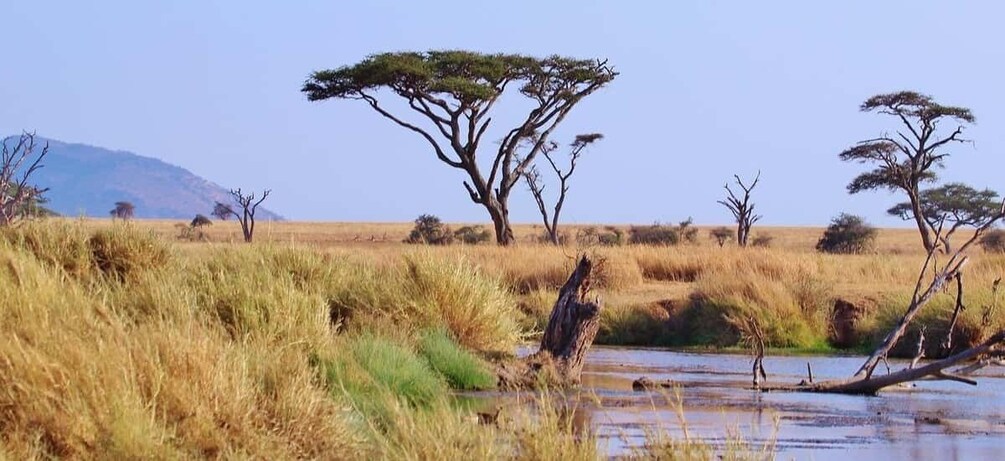 Paisaje de sabana con pastos altos, una masa de agua y acacias dispersas. 5