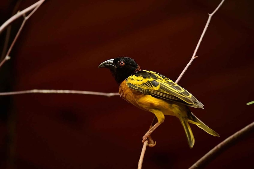 Un pájaro posado en una rama. 1