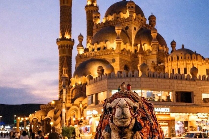 Sharm El Sheikh City Tour with Old Market & Landmarks 5
