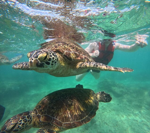 Una persona nada con tortugas marinas bajo el agua. 4