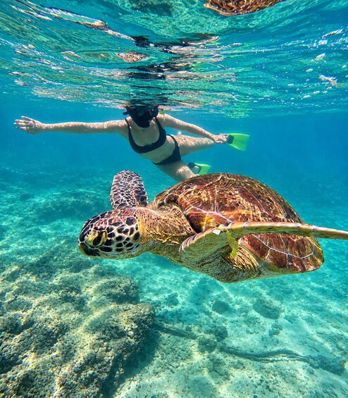 Picture 3 for Activity Mirissa: Sea Turtle Snorkeling & River Kayaking Combo Tour 4