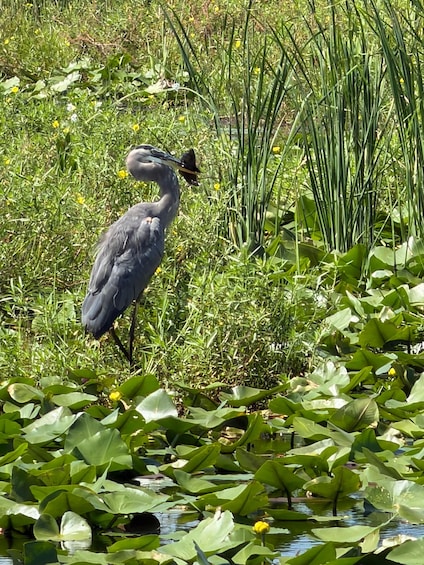 Picture 22 for Activity 1 Hour Airboat Everglade Tour 4