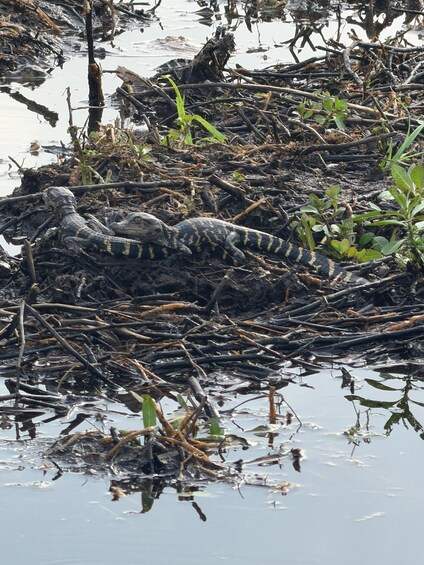 Picture 25 for Activity 1 Hour Airboat Everglade Tour 3