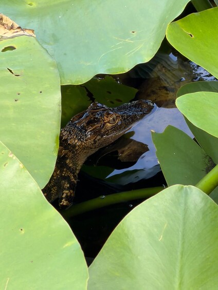1 Hour Airboat Everglade Tour 1