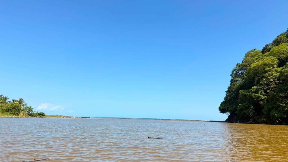 Picture 8 for Activity Samara: Mangrove Kayaking Adventure 4