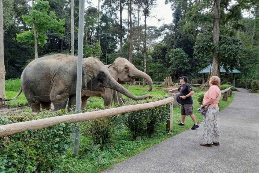 Two elephants in a zoo enclosure with a pathway and visitors. 1