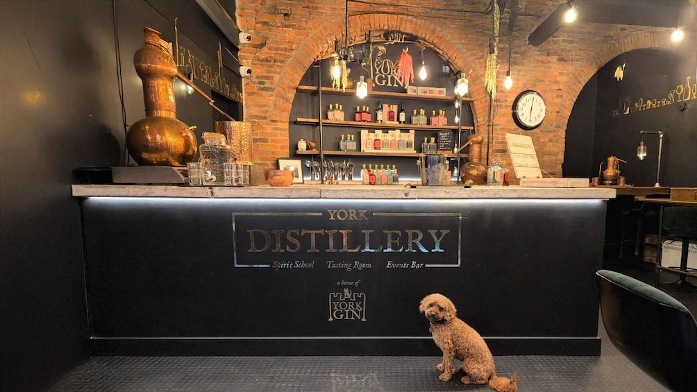 A distillery bar with a dog sitting in front. 2