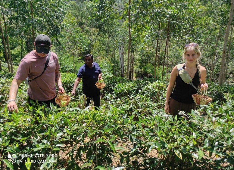 Three people walking through a tea plantation with baskets. 4