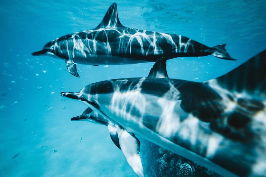 Picture 12 for Activity Fort Walton: Dolphin Discovery and Snorkeling Cruise 4