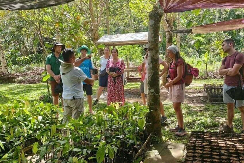 Bohol Chocolate Cacao Farm Tour Tree to Bar 5