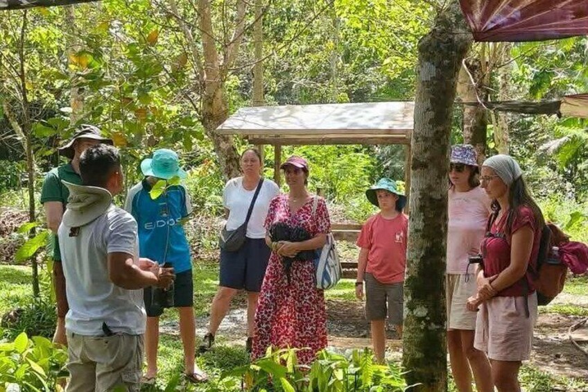 Bohol Chocolate Cacao Farm Tour Tree to Bar 2