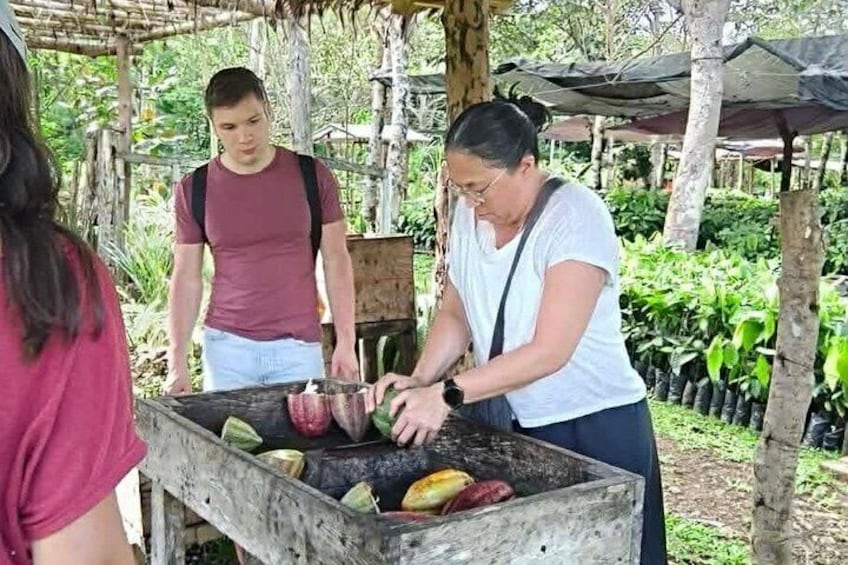 Bohol Chocolate Cacao Farm Tour Tree to Bar 1