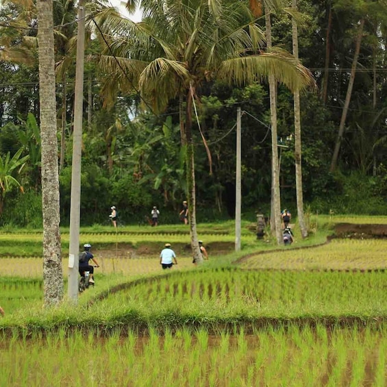 Picture 7 for Activity Ubud: Downhill Cycling Tour Through Jungle and Rice Terraces 4