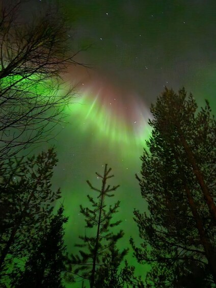 Picture 3 for Activity Lapland: Private Snowmobile Safari with arctic Local Guide 4