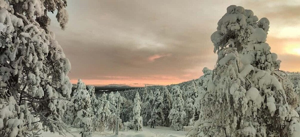 Picture 2 for Activity Lapland: Private Snowmobile Safari with arctic Local Guide 3
