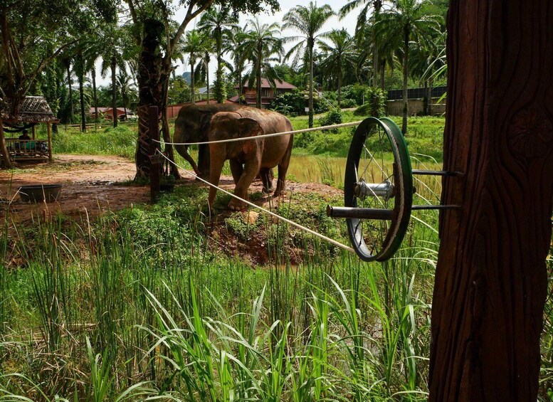 An elephant tethered to a wheel in a grassy enclosure with palm trees in the background. 5