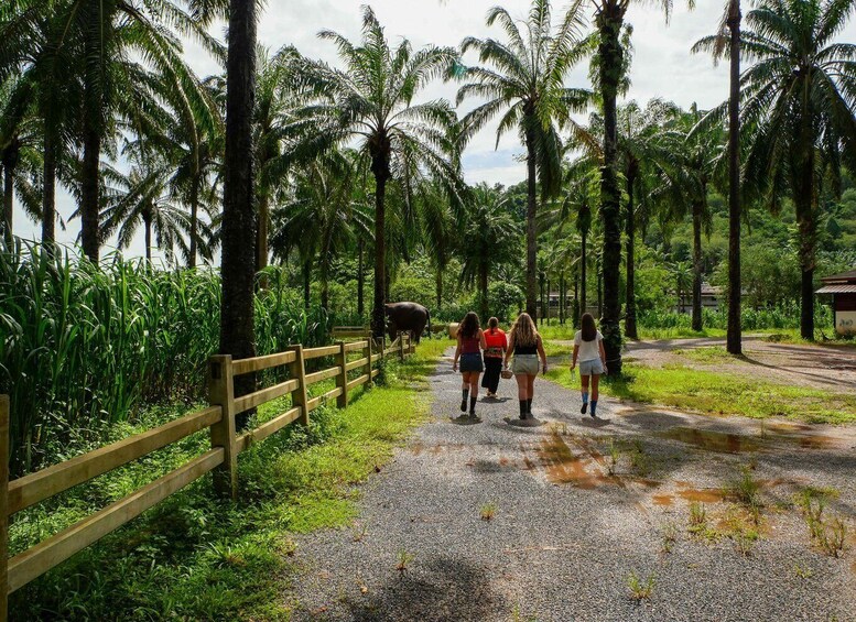 A gravel path with a wooden fence, surrounded by palm trees and greenery. 2