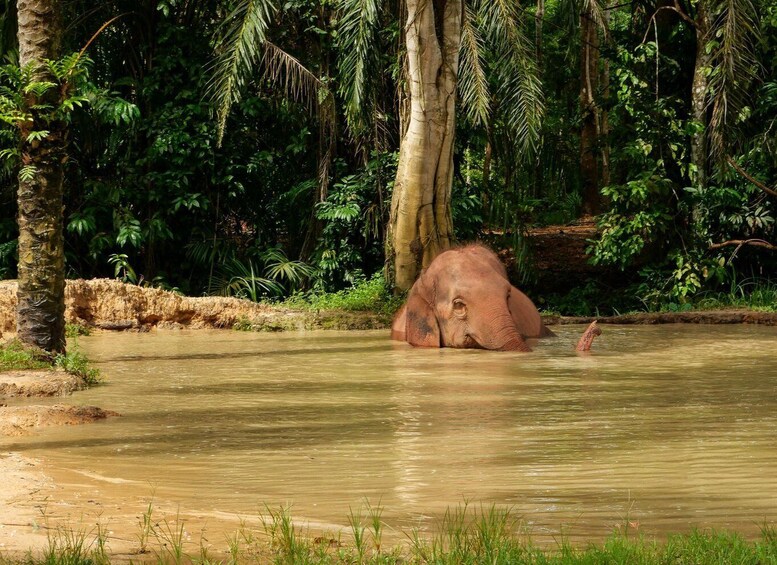 An elephant partially submerged in a river surrounded by dense tropical vegetation. 3