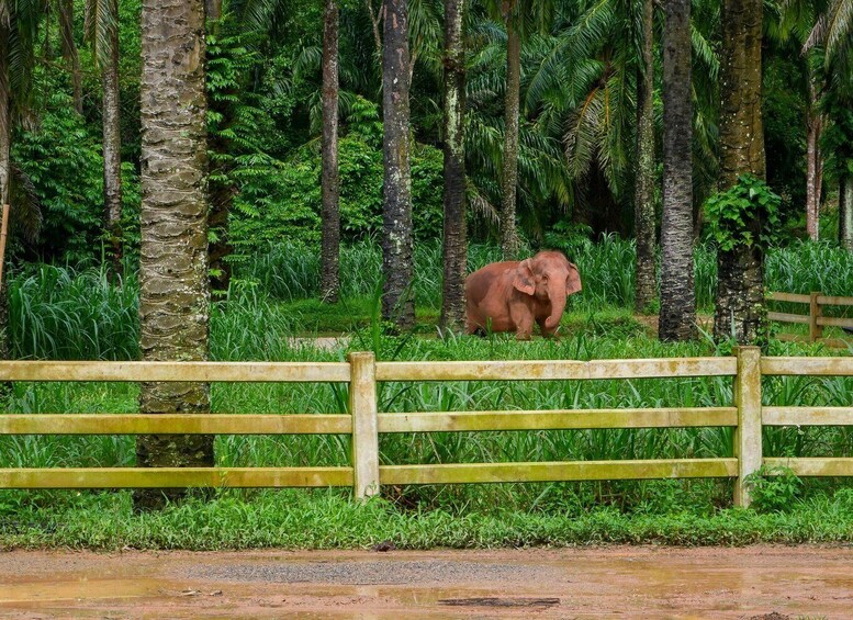 A baby elephant in a lush green forest, behind a wooden fence. 1