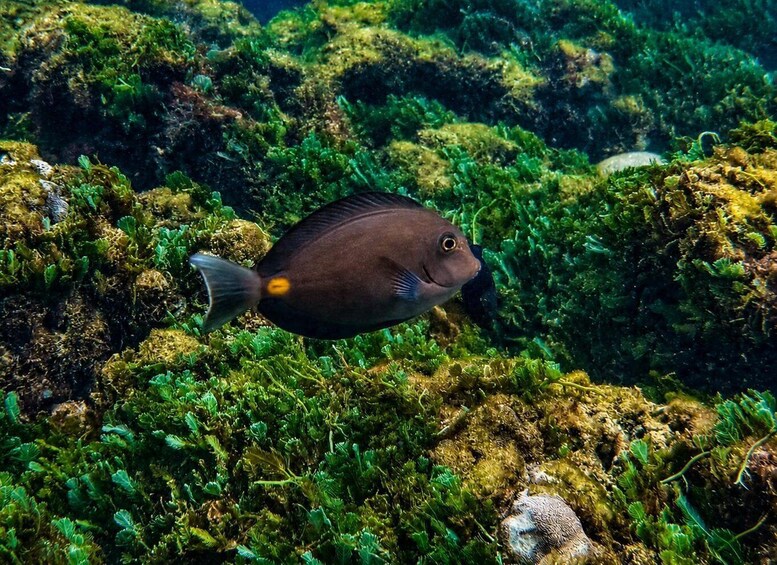 A fish swimming among green aquatic plants and rocks. 1
