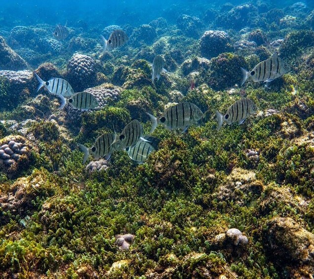 Picture 1 for Activity Boa Vista - Reef snorkeling in Gatas Bay / Aperitif with locals 2
