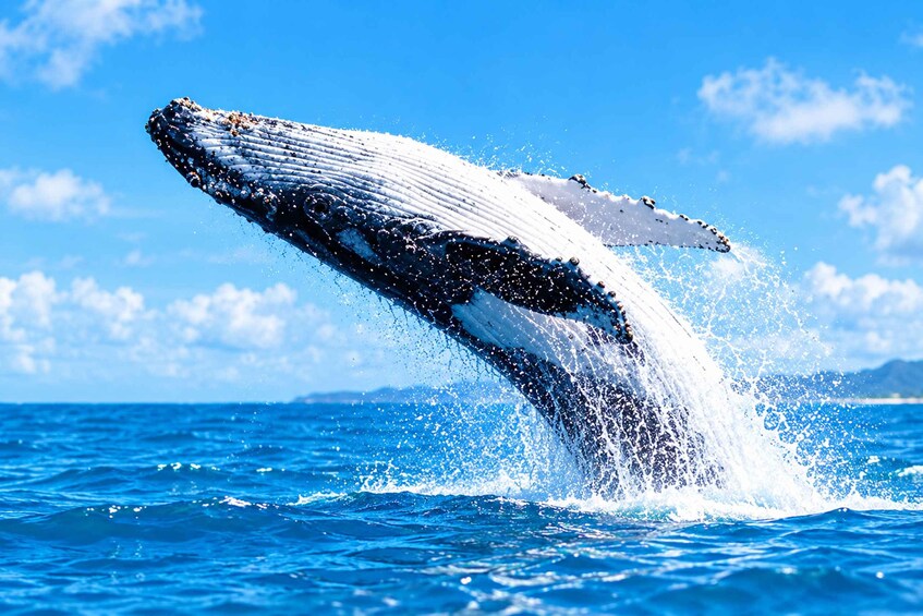 Une baleine à bosse surgissant à la surface de l’océan. 3