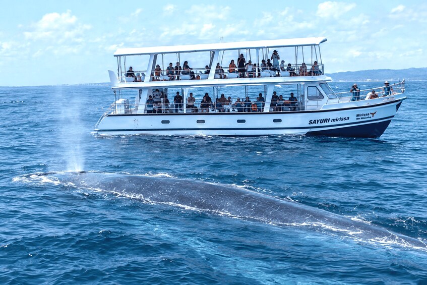 Picture 3 for Activity Mirissa: Blue Whale Watching & Turtle Snorkeling Combo Tour 2
